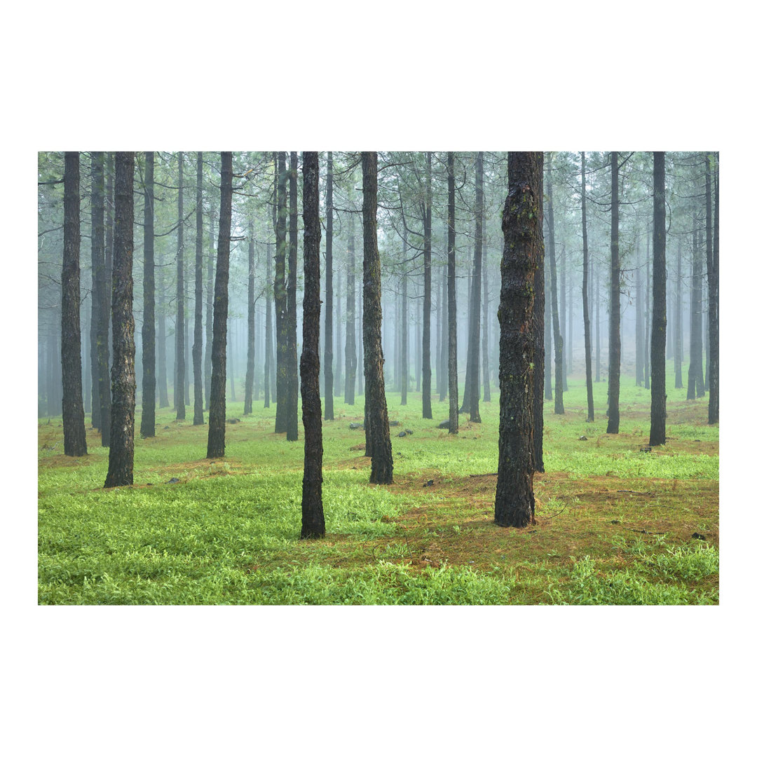 Deep Forest with Pine Trees on La Palma 1.9m x 2.88m Textured Matte Peel & Stick Wall Mural
