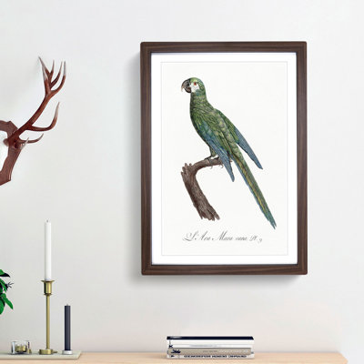 Blue Winged Macaw Parrot by F. Levaillant - Picture Frame Painting Print