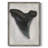 Watercolor Sharks Tooth I Framed Print - Solid Wood-1558036881