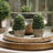 5.5'' Faux Boxwood Topiary in Pot