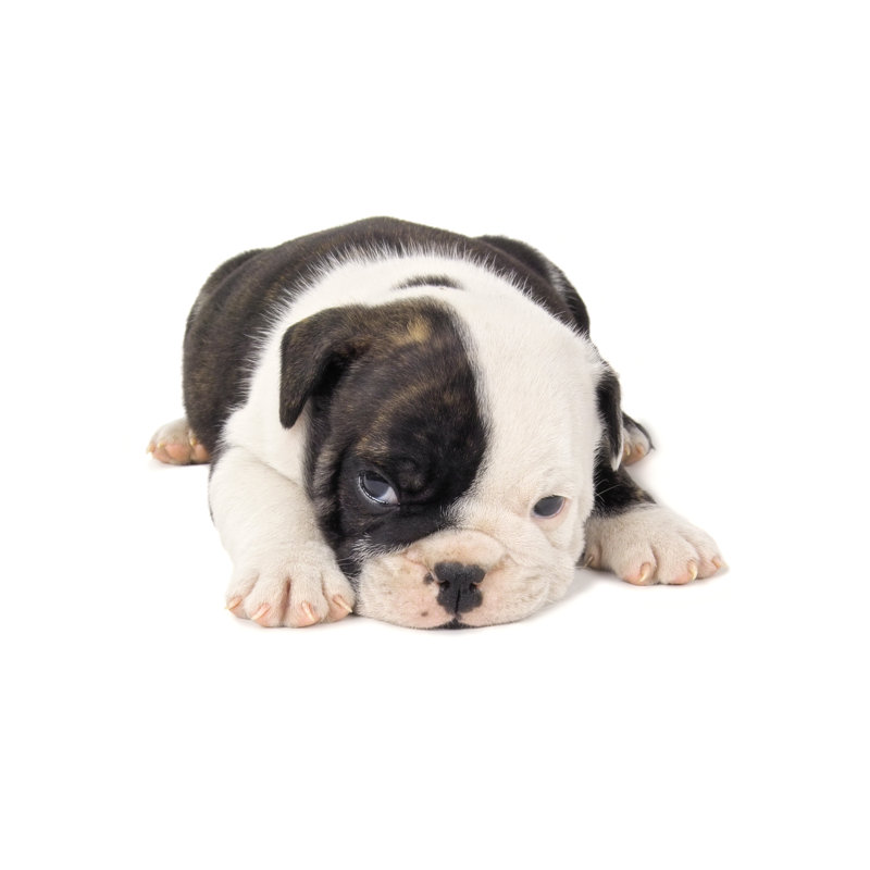 Chiot bouledogue anglais noir et blanc par Jhorrocks, H 20 po x l 30 po