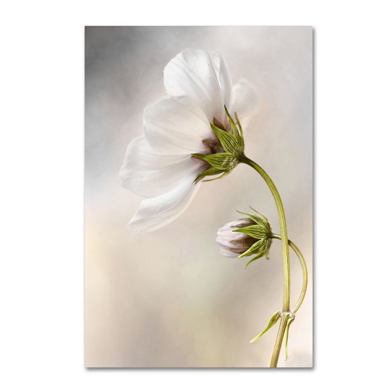 « célestely cosmos », reproduction de photo sur toile tendue, H 19 po x l 12 po