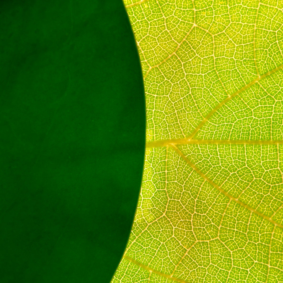 Leinwandbild Green Leafs Abstract