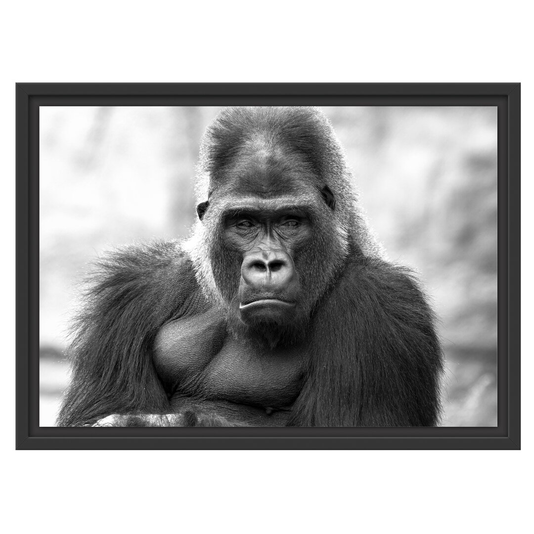 Gelangweilter Gorilla Floater Frame Graphic Art Print auf Papier