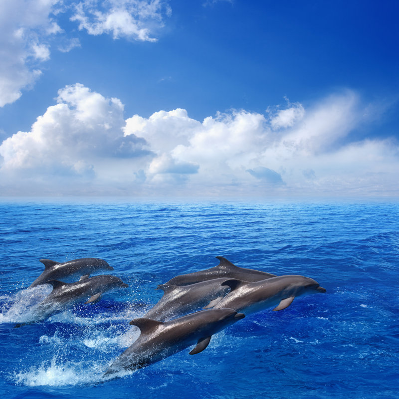 Dolphin Jumping - Wrapped Canvas Print, 30cm H x 30cm W x 3.8cm D