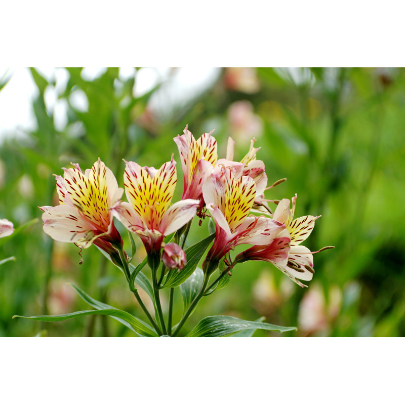 Peruvian Lilies par - Photographie de toile tendue, L 12 po x H 8 po