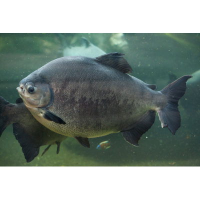 Photographie de toile tendue, "Tambaqui" par Wrangel