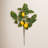 20'' Salal Leaf Lemon Plant