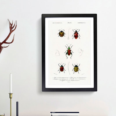 Beetle Illustrations PL.15 by Charles D'Orbigny - Single Picture Frame Print