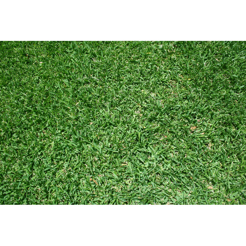 Fond d'herbe verte par Sdi Productions, H 8 po x l 12 po