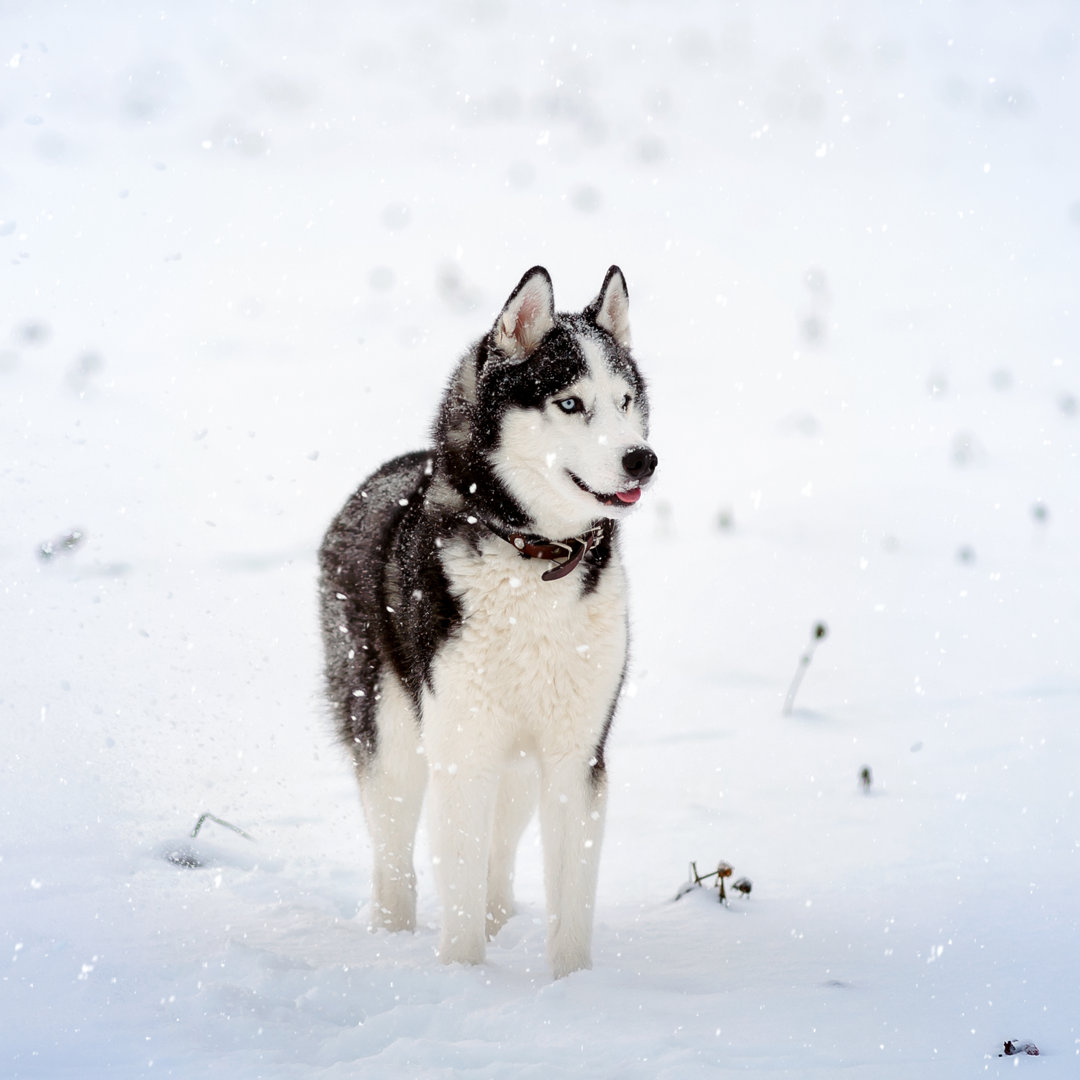 Siberian Husky Hund - Kunstdrucke auf Leinwand - Wrapped Canvas