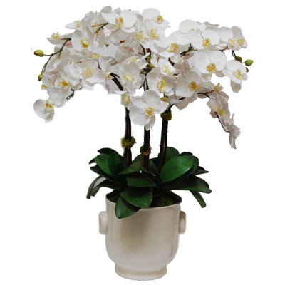 Phalaenopsis Orchid Floral Arrangement in Pot