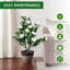 90cm Plant