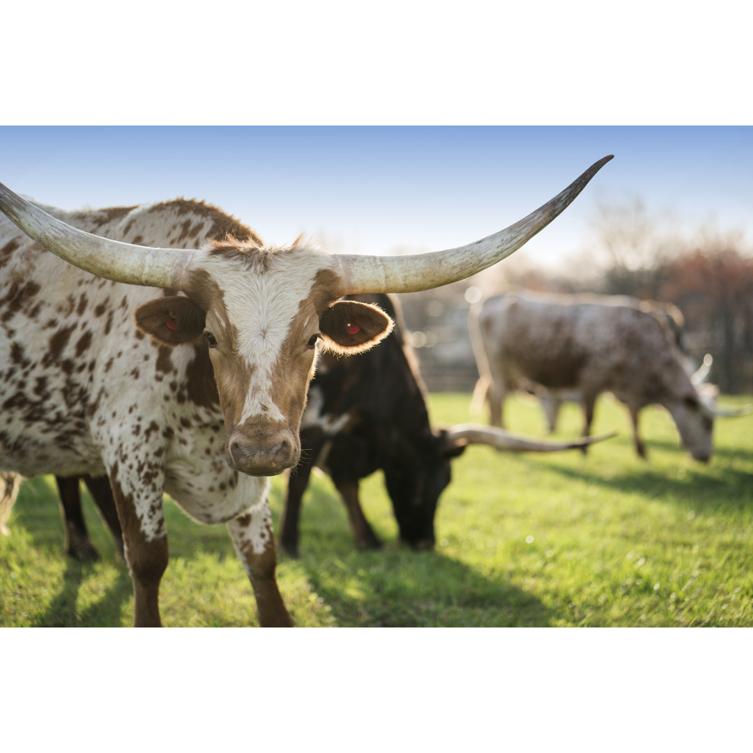 Spotted Texas Longhorn Cattle von Wanderluster - Leinwanddrucke