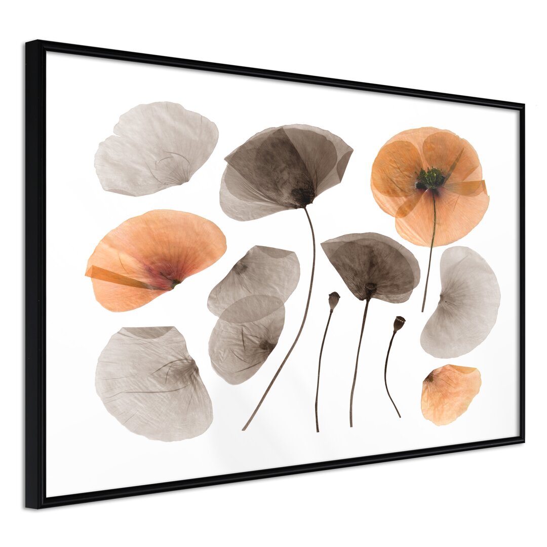 Gerahmtes Poster Dried Poppies