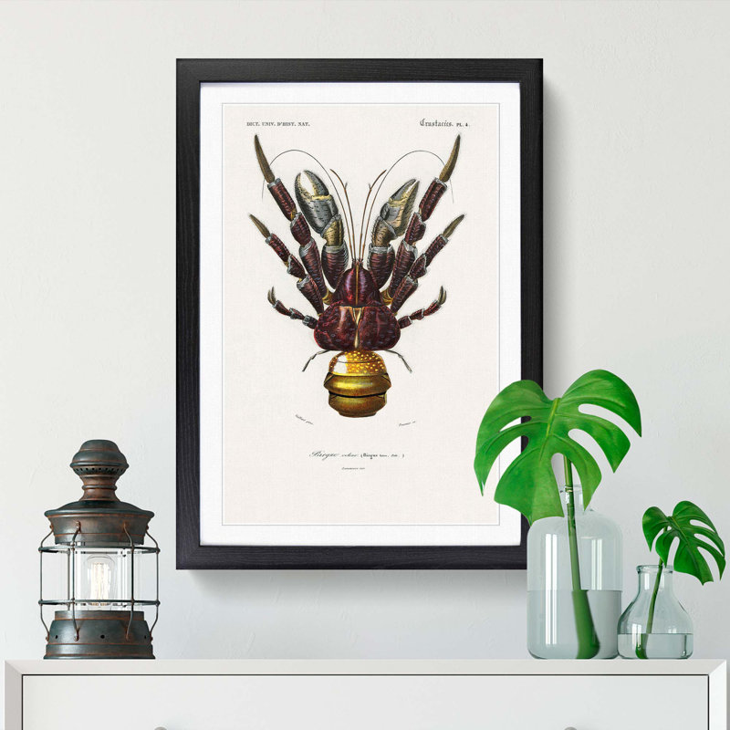 Coconut Crab by Charles D' Orbigny - Picture Frame Painting, 36cm H x 27cm W x 2cm D, Black Framed