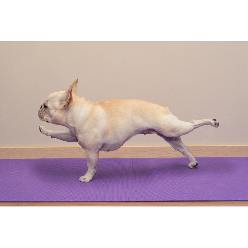 «French Bulldog Yoga Pose on Canvas» par Bengrantham, photographie, H 12 po x l 18 po x P 1,25 po