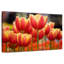 Tulipes hybrides Harnek Darwin-107687955