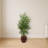 Areca Palm Tree in Weave Planter
