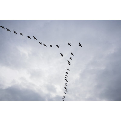 Geese On A Cloudy Day - Wrapped Canvas Print