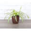 Live Spider Plant in Classic Pot-49662201