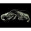 Reproduction d'art sur toile tendue «Beach Fun» de Beachcrest Home ™: crevettes sur fond noir-2062023552