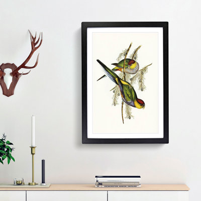 Red-Capped Parakeets by Elizabeth Gould - Picture Frame Painting Print
