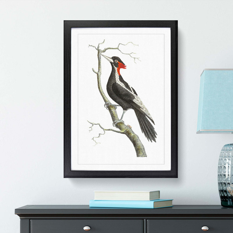 White-Billed Woodpecker by George Shaw - Framed Print, Black Framed, 48cm H x 36cm W x 2cm D