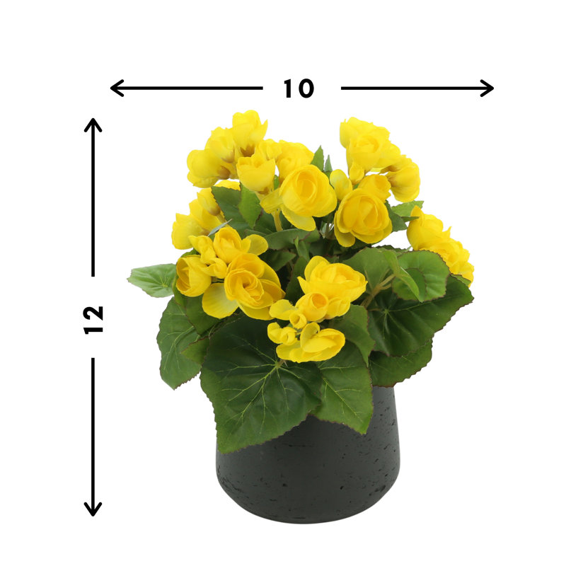Begonia Floral Arrangement, Yellow, Black