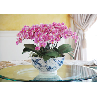 Orchid Arrangement in Pot