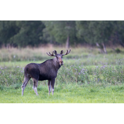 " Elchbulle, Moose " by Pum_Eva