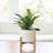 Oridatown Pot Planter-1584862691