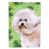 Brown Bichon Frise