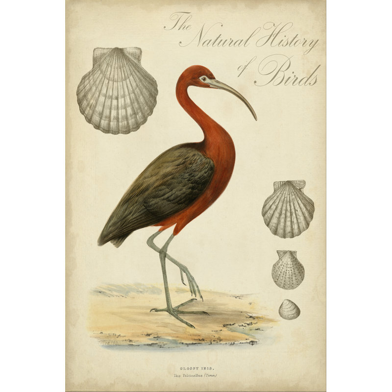 Heron Anthology II by Vision Studio - Wrapped Canvas Print, 46cm H x 30cm W 