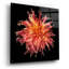 Art mural en verre épique «Dahlia 6» par Debra Van Swearingen, 36 po x 36 po-179135425