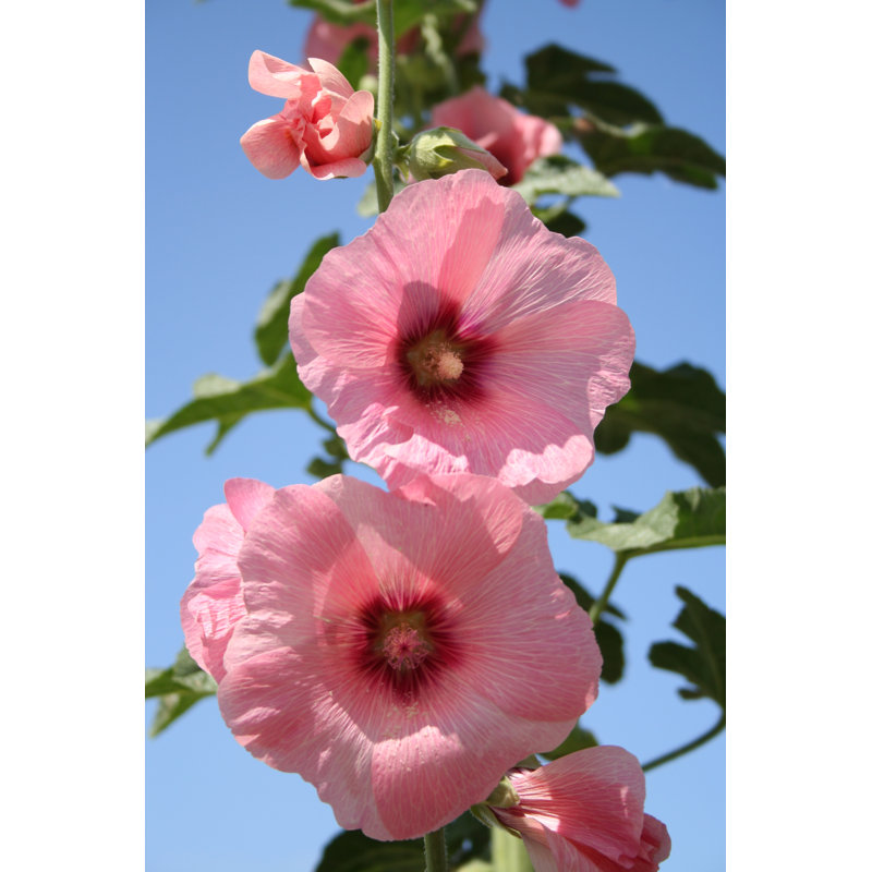 Vernay Vernay Hollyhock - Althaea Rosea - Wrapped Canvas Print, 30cm H x 20cm W x 3.8cm D