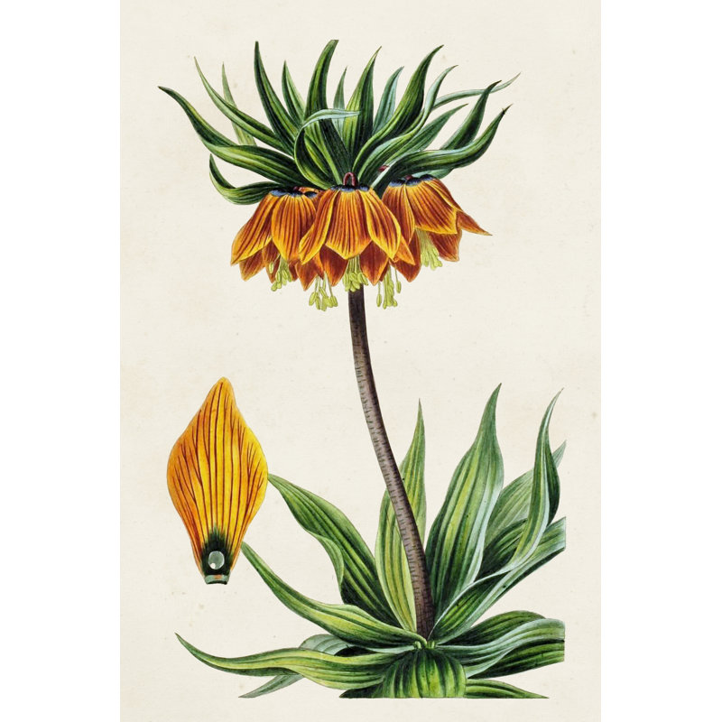 Dossier floral antique VII, H 48 po x l 32 po x P 1,25 po