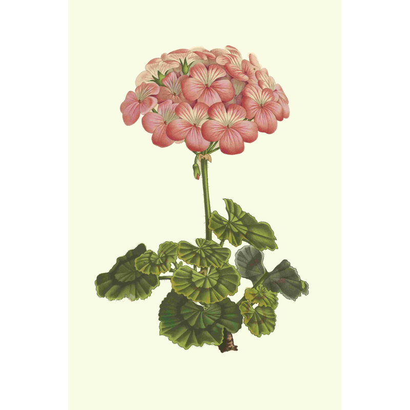 Rose géranium III, H 18 po x l 12 po