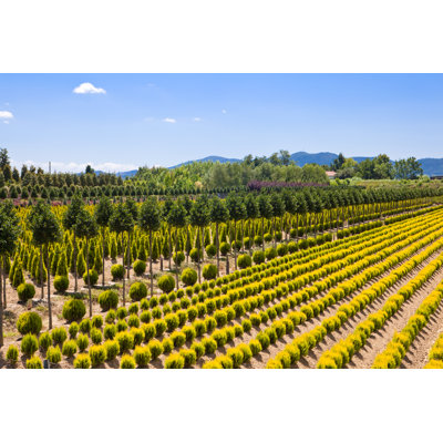 Chazten Tree Farm In Italy par Olgysha2008