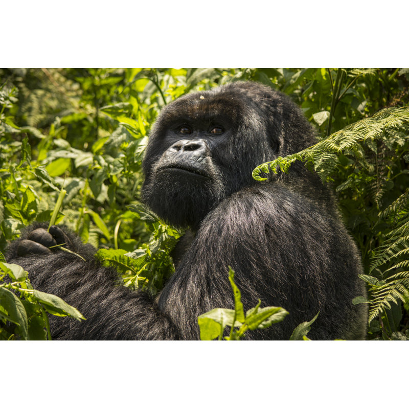 Mountain Gorilla by Agarston - Wrapped Canvas Print, 20cm H x 30cm W