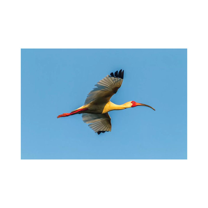 USA, Louisiana, Evangeline Parish. White ibis in flight. 1 Piece Wrapped Canvas Wall Art, 66.04 cm H x 45.72 cm W x 1.91 cm D