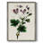 AntiqueFloralFolioIX Framed Print - Solid Wood-1399217800