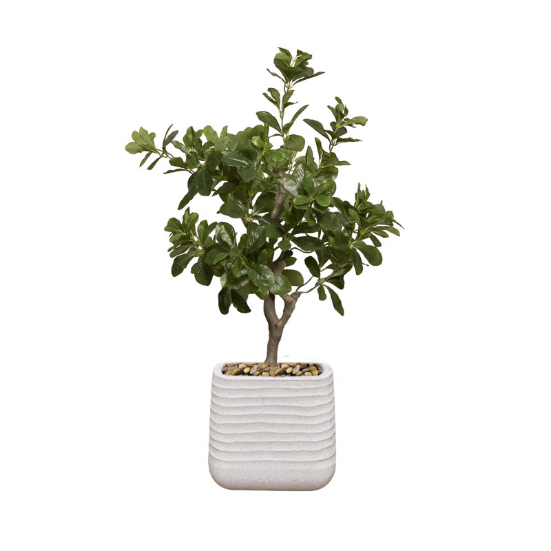 Arbre à fleurs 38,57 po Tung, Blanc