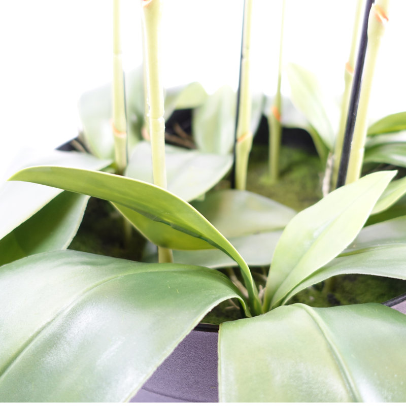 Anneus Arrangement in Pot