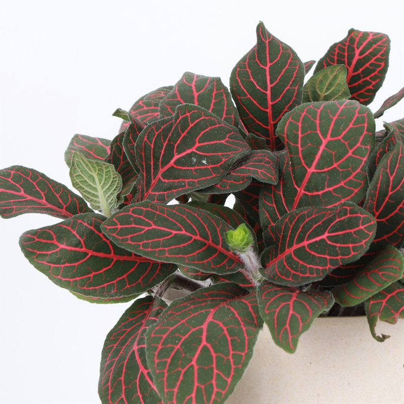 Live Red Fittonia Nerve Plant