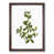 Walnut Framed