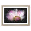 Pink Daisy Flower - Picture Frame Graphic Art Print-56861354-56861355