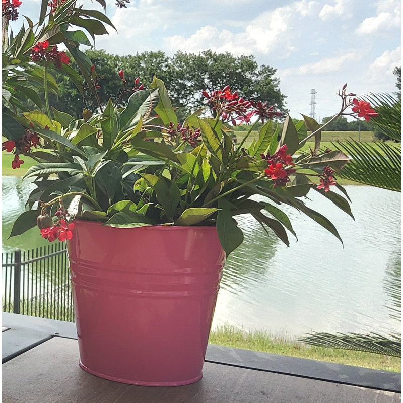 Winston Porter Decorative Bin, Hot Pink