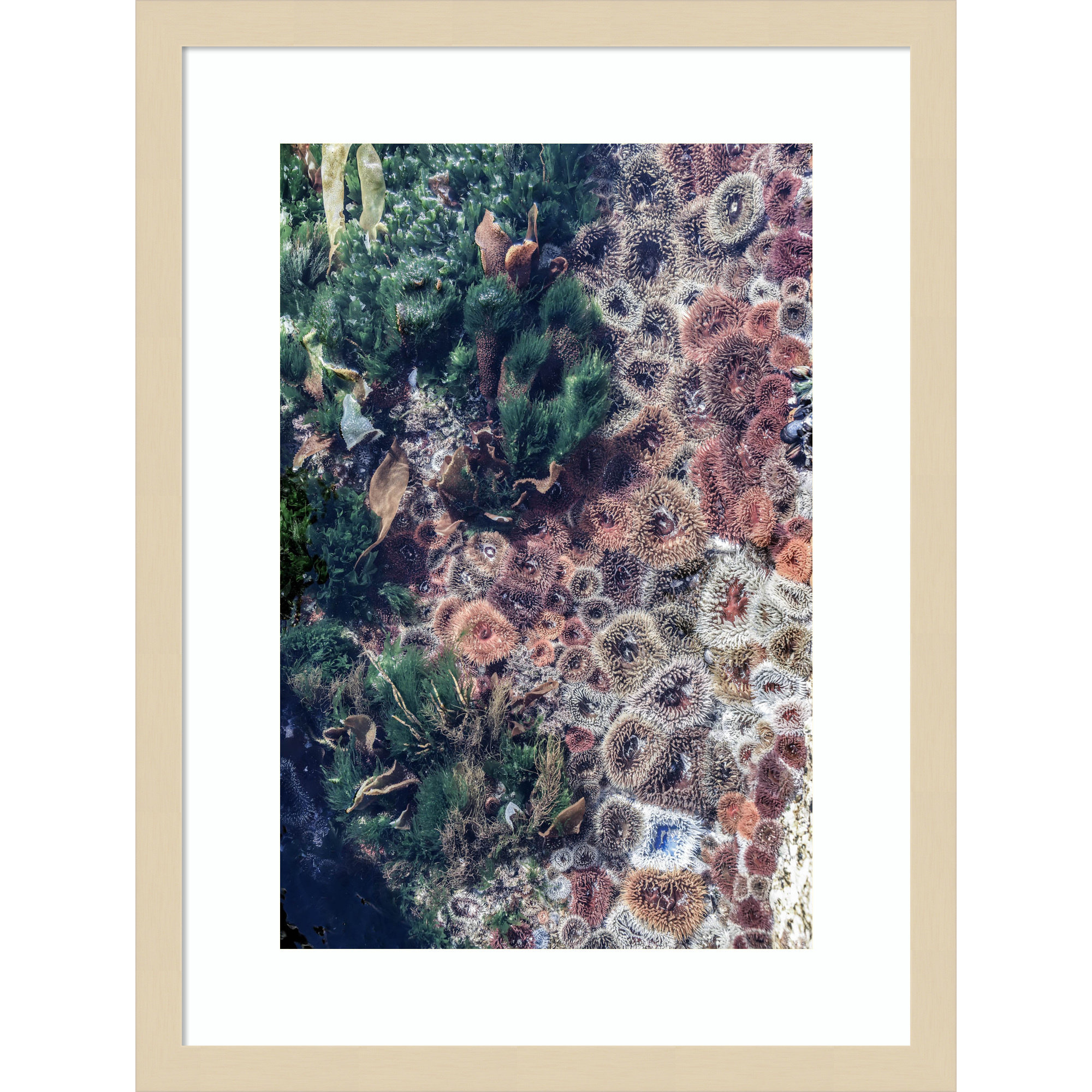 Ocean Curiosities by Shot by Clint Wood Framed Wall Art Print, 21" H x 16" W, Brown