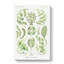 Siphoneae Algae by Ernst Haeckel - Wrapped Canvas-61847114